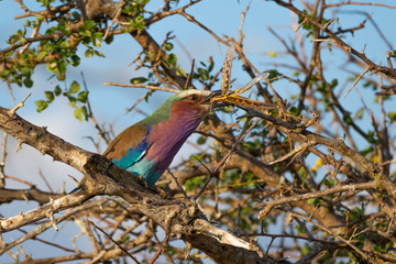 Vogel frisst Heuschrecke