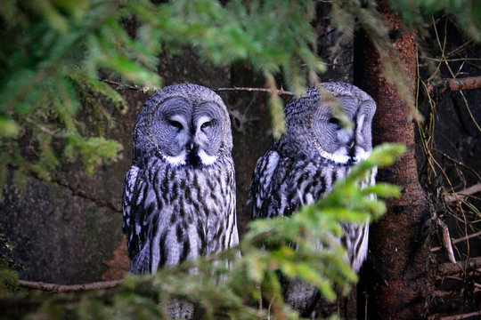 Great gray owls sits on a tree