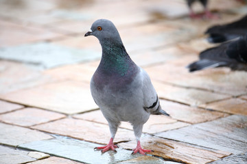 Piegons walking on the floor