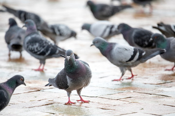 Fototapeta premium Piegony chodzą po podłodze