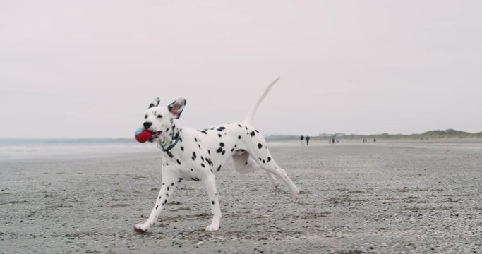 Portrait of running dalmatian dog with a small ball on his mouth , on the beach beside the blue sea. slow motions .4k