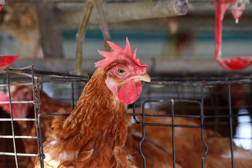 Chicken farm business with high farming and using technology on farming 