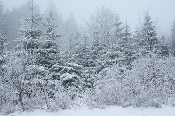 white forest