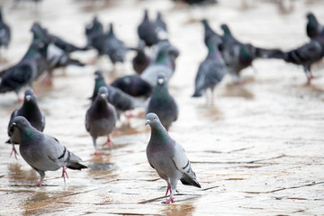 Piegons walking on the floor