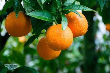 Citricos en el arbol