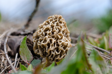 Morchella esculenta. Spring mushroom growing in old gardens, Ukraine. Shallow depth of field, closeup.