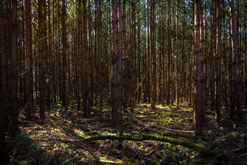 Fototapeta premium Gęsty las sosnowy porośnięty mchem