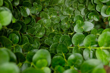 green leaves patten . close up image. flowers are planted with love .