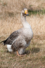 White goose standing on ground and looking aside