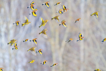 Obraz premium pięknie przelatują nad lasem ptaki
