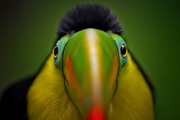 Tucano © erino