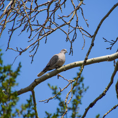Turtledove on a branch of a silver poplar