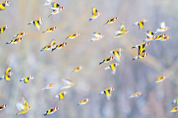 goldfinches fly over the forest - obrazy, fototapety, plakaty