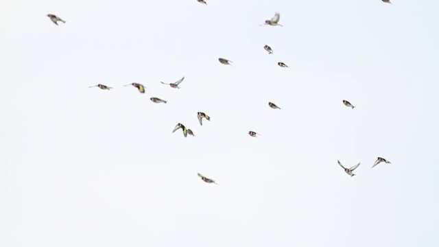 goldfinches flying across the sky slow motion