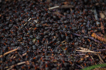 Nahaufnahme von Waldamesen Rot und Schwarz