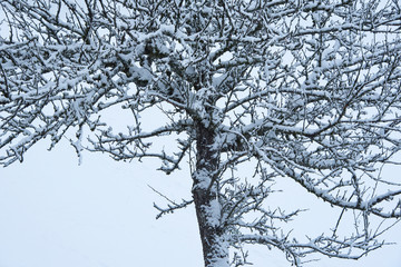Fototapeta na wymiar snow in the fruit tree