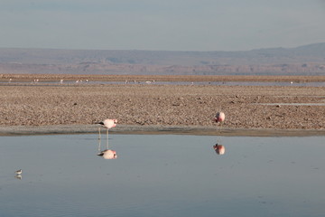 Flamants roses