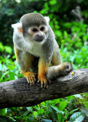 Fototapeta premium A common Squirrel Monkey sat posed on a large branch in its natural habitat