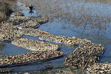 Huai 'an, jiangsu, China: the development of lotus root planting to help farmers increase income
