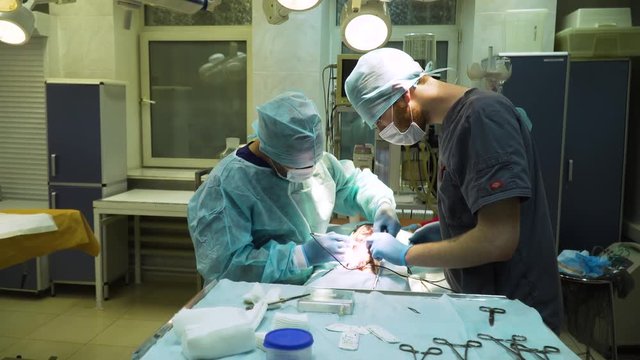 Operational room with Veterinary surgeons make surgery for dog in the operating room of a veterinary clinic. Vets doing surgery in the clinic. Medicine, pet, animals, health care and people concept.