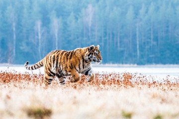 Siberian Tiger running. Beautiful, dynamic and powerful photo of this majestic animal. Set in environment typical for this amazing animal. Birches and meadows