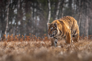 Siberian Tiger running. Beautiful, dynamic and powerful photo of this majestic animal. Set in environment typical for this amazing animal. Birches and meadows