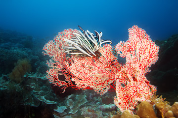 Big red coral with Crinoids on a healthy reef in the ocean