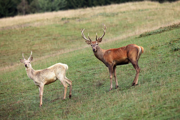 The red deer (Cervus elaphus) adult male with a young male on a meadow at the edge of a forest.