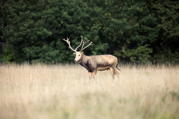 The Père David's deer (Elaphurus davidianus), also known as the milu or elaphure, Adult male on the edge of a forest.