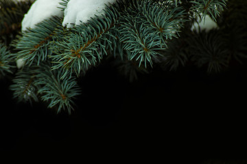 Fototapeta na wymiar Spruce branches covered with snow close-up on a dark background.