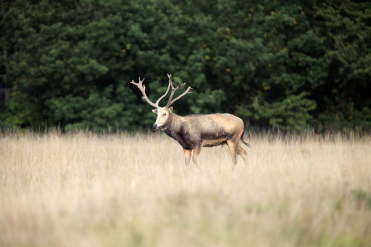 The P&egrave;re David's deer (Elaphurus davidianus), also known as the milu or elaphure, Adult male on the edge of a forest.