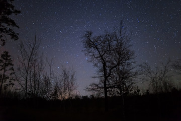 quiet night scene, dark forest, tree silhouette  on the night starry sky background