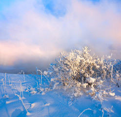 Winter landscape. Cold day.