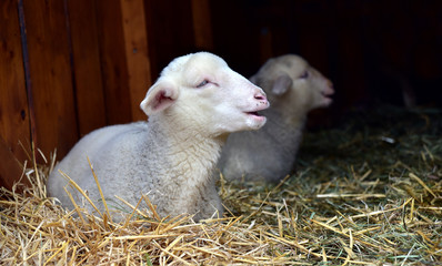 süßes junges lamm im Schafstall