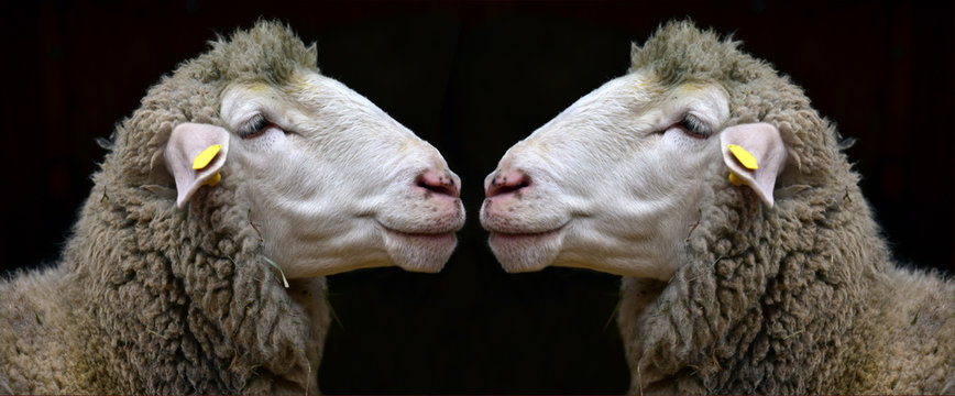 zwei gleiche schafsk&ouml;pfe im Profil die sich ansehen