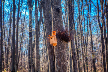 spring nature with nesting box on trees