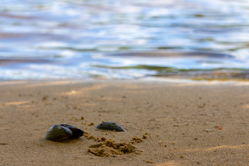 Sandstrand mit Muscheln in Brandenburg