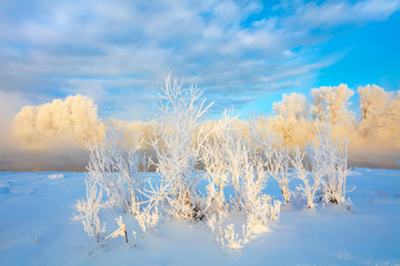 Winter landscape. Cold day.