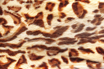 reed cat fur background