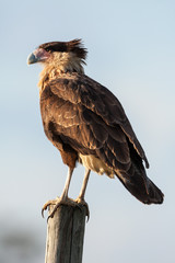 Crested Caracara on a fencepost 
