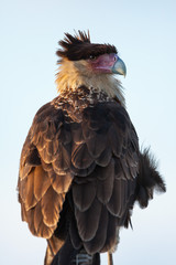 A Crested Caracara looking into the wind
