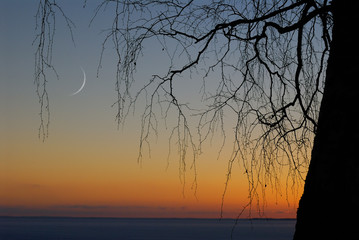 Crescent moon in twilight sky behind leafless tree branches in winter landscape. Focus on branches.
