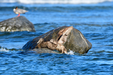 Fototapeta premium Eiderente an der Ostsee im Herbst