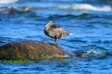 Eiderente an der Ostsee im Herbst