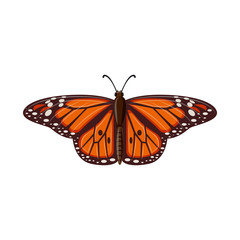 Fototapeta premium Vector illustration of insect and fly sign. Set of insect and element stock vector illustration.