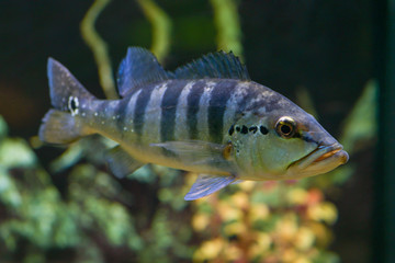 Big fish Cichla Azul  swims in a transparent aquarium. Horizontal photography