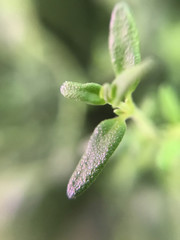 Top of green tropical plant, macro, side view