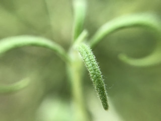 Branch of green tropical plant, macro