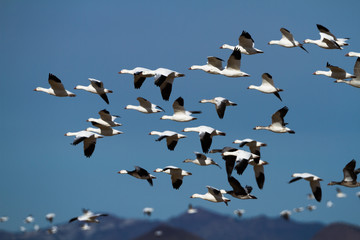A flock of migrating snow geese fill the blue skies of New Mexico.