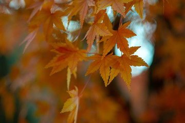 紅葉